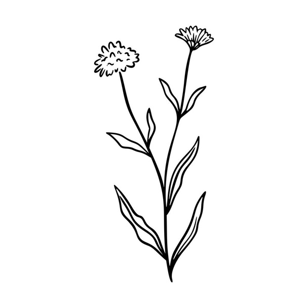 Cornflower outline hand drawn logo element. Herbs doodle botanical icon cornflower for logo. Herbal and medical plant, grass. Modern simple style. Vector illustration isolated on white background. - Vektör, Görsel