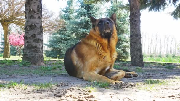 Un perro pastor alemán descansando en un día soleado. - Metraje, vídeo