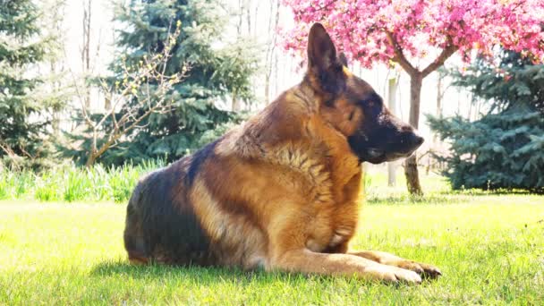 Un perro pastor alemán descansando en un día soleado. - Metraje, vídeo