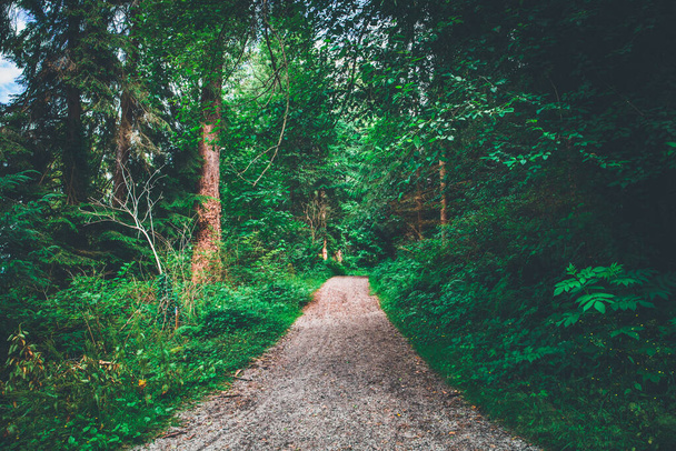 Forest road. Green tones background. Nature landscape - Photo, Image