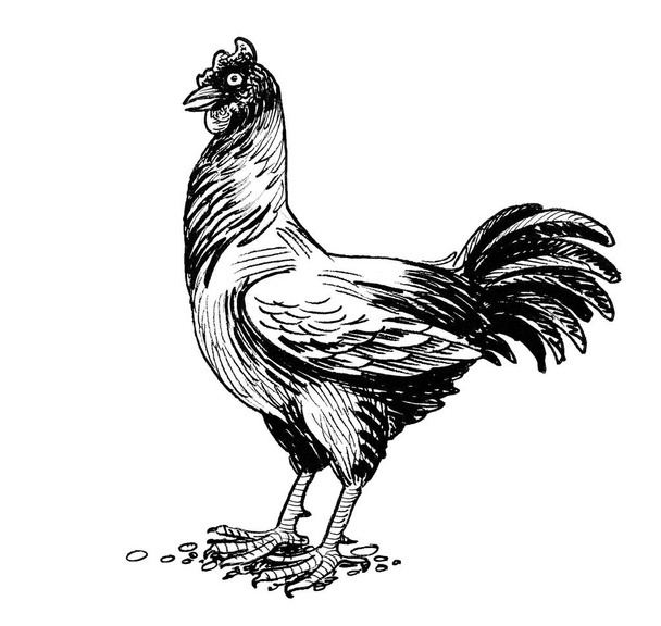 Galo de galinha. Tinta desenho preto e branco - Foto, Imagem