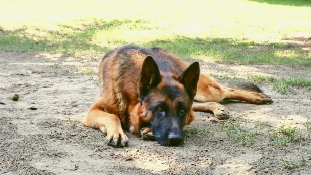 Un perro pastor alemán durmiendo en un día soleado. - Metraje, vídeo