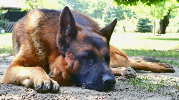 Ένα Γερμανικό τσοπανόσκυλο κοιμάται μια ηλιόλουστη μέρα.. - Πλάνα, βίντεο