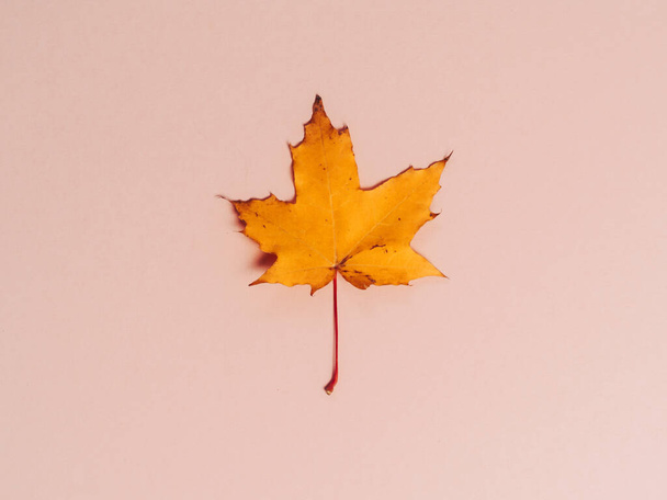 Bright autumn maple leaf on beige paper background. Seasonal fall composition, thanksgiving day concept. Creative flatlay, top view, copy space. - Φωτογραφία, εικόνα