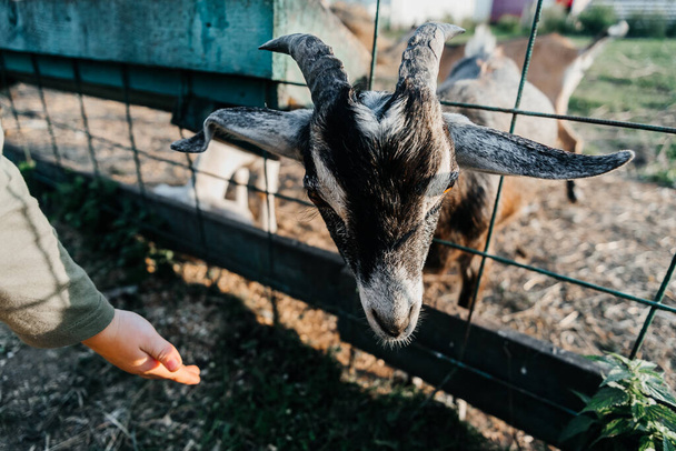 fattoria di capre da latte nubiana nel villaggio animale domestico ranch mammifero marrone piccolo bello con lunghe orecchie e corna - Foto, immagini