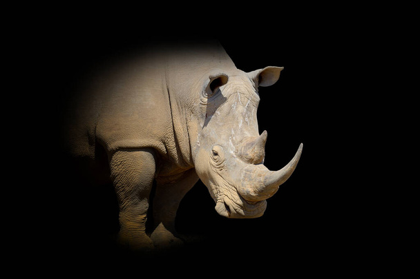 Close up view rhino. Wild animal isolated on a black background - Photo, Image