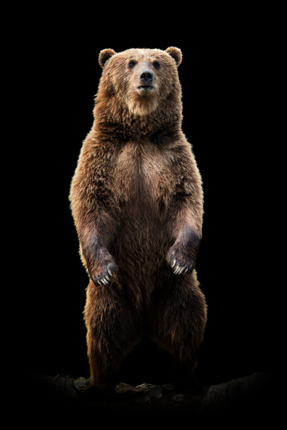 Close up view bear. Wild animal isolated on a black background - Photo, Image