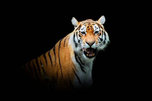 Vista de cerca tigre. Animal salvaje aislado sobre un fondo negro - Foto, Imagen
