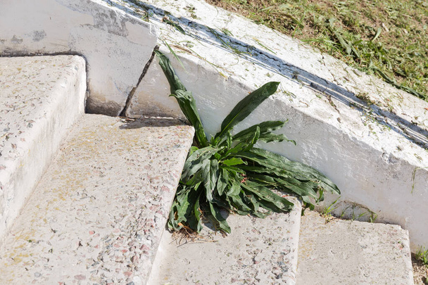 Rostlina vyrůstající z trhliny na okraji starých betonových schodů, detailní záběr - Fotografie, Obrázek