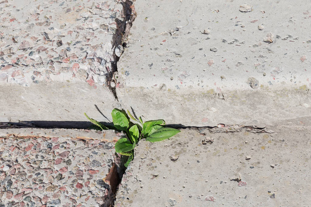 Plantain nő ki egy repedés között lépések a régi beton lépcsőn, és azt mutatja, hogy képes alkalmazkodni - Fotó, kép