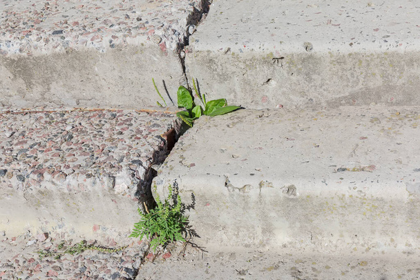 Fragment einer alten Betontreppe mit verschiedenen Pflanzen, die aus einem Spalt zwischen den Stufen wachsen und Anpassungsfähigkeit zeigen - Foto, Bild