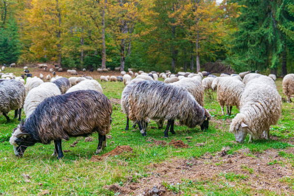 Herd of sheeps on the sunny autumn meadow. Traditional farming in the Carpathian mountains region - Foto, immagini