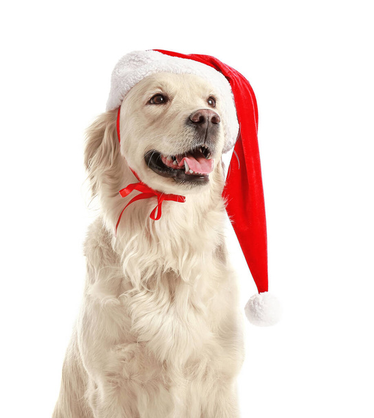 Симпатичный смешной пёс в шляпе Санты на белом фоне - Фото, изображение