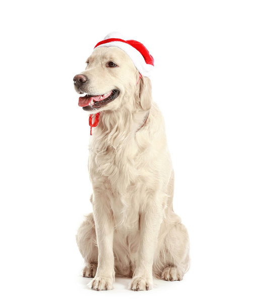 Симпатичный смешной пёс в шляпе Санты на белом фоне - Фото, изображение