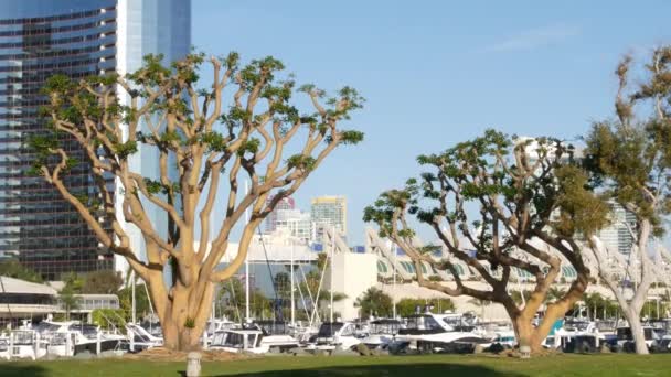 Embarcadero marina park, big coral trees near USS Midway and Convention Center, Seaport Village, San Diego, California USA. Yacht di lusso e alberghi, metropoli skyline urbano e grattacieli grattacieli - Filmati, video