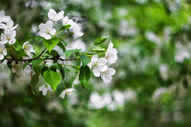 Kwitnące jabłonie zbliżenie białe pąki kwiatów na bokeh tle. - Zdjęcie, obraz
