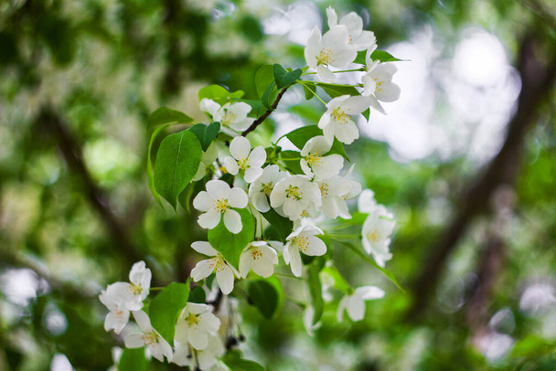 Blossoming apple trees close-up white buds of flowers on a bokeh background. - Foto, Bild