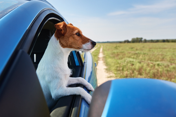 Jack Russell Terrier köpeği sürücü koltuğunda arabada oturuyor. Köpekle gezmek. - Fotoğraf, Görsel