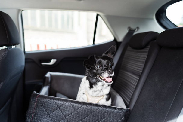 Dog In Car Seat With Safe Belt In Seat Booster - Foto, immagini