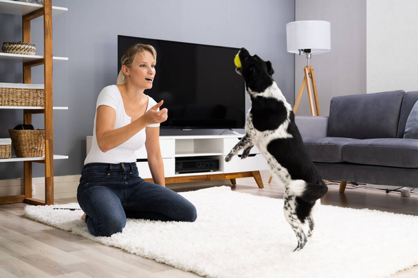 Woman Training And Playing With Pet Dog At Home - Valokuva, kuva