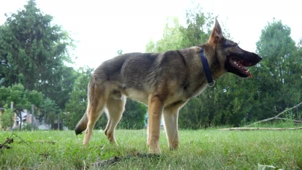 Ein deutscher Schäferhund und ein amerikanischer Staffordshire Terrier gehen im Hinterhof spazieren. - Filmmaterial, Video