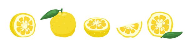 Yuzu японський цитрон фрукти Векторні ілюстрації
. - Вектор, зображення
