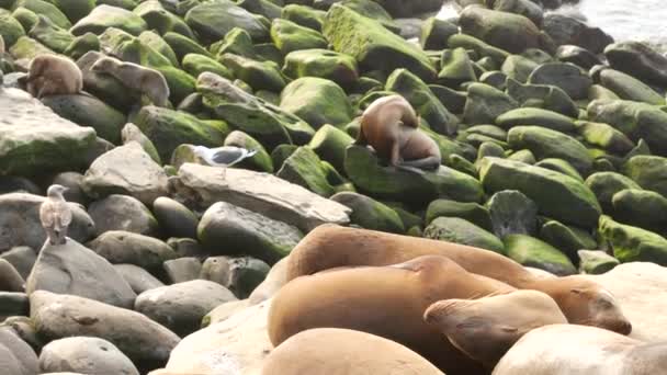 Lwy morskie na skale w La Jolla. Dzikie, uszne foki spoczywające w pobliżu Pacyfiku na kamieniach. Śmieszne, leniwe, dzikie zwierzę śpi. Chronione ssaki morskie w siedliskach przyrodniczych, San Diego, Kalifornia, USA - Materiał filmowy, wideo