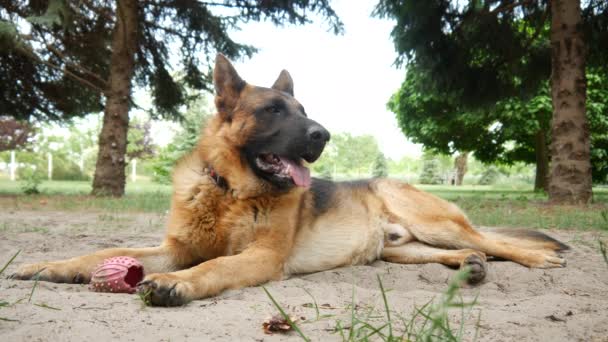 Closeup scene of a beautiful german shepherd dog while looking around in the garden with tall pine trees in the background on a sunny day. - Footage, Video