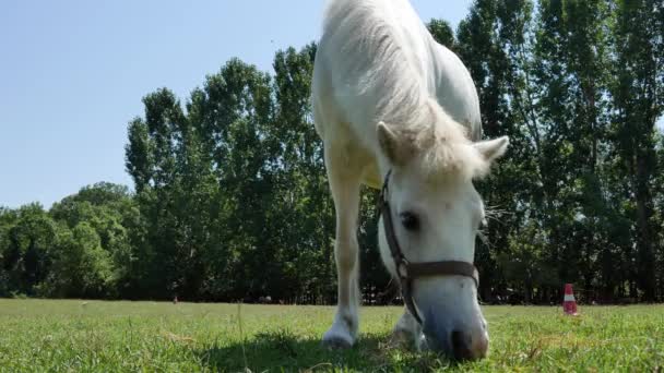 Vista de un caballo pony comiendo y caminando en el patio trasero de una granja en un día soleado de verano. - Imágenes, Vídeo