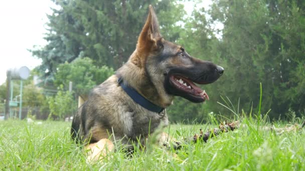 A beautiful german shepherd dog resting on the grass. - Footage, Video