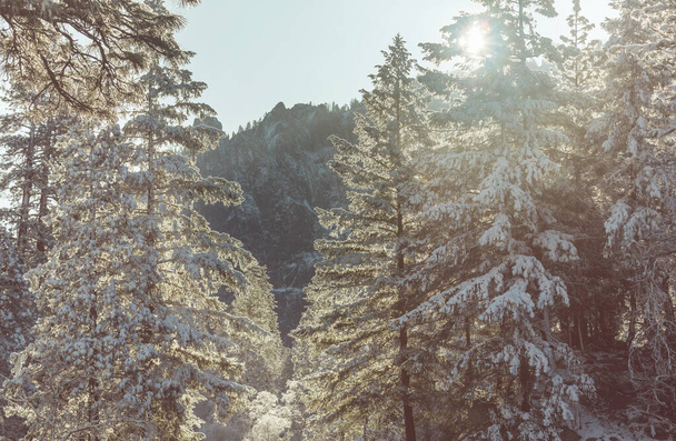 Zimní sezóna v Yosemitském národním parku, Kalifornie, USA - Fotografie, Obrázek