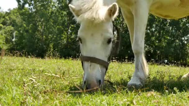 Вид на поедание пони лошадью и прогулку во дворе фермы в солнечный летний день. - Кадры, видео