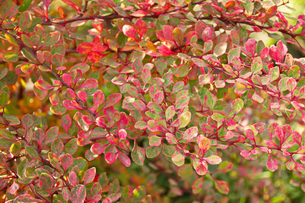 Thunberg Starburst barberry (Berberis thunbergii Starburst) autumn leaves beautiful background close-up of the riot of nature beauty - Photo, Image