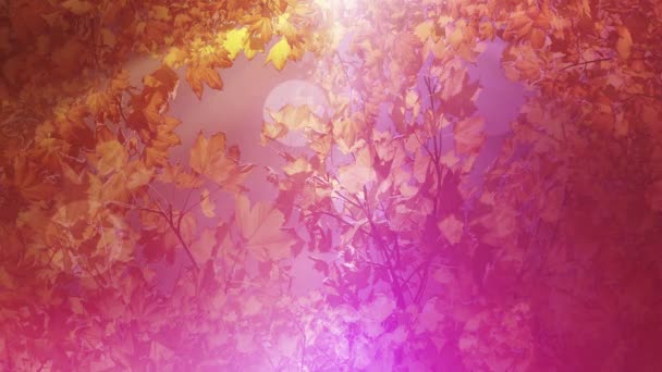 Fondo de temporada de otoño abstracto colorido - Metraje, vídeo