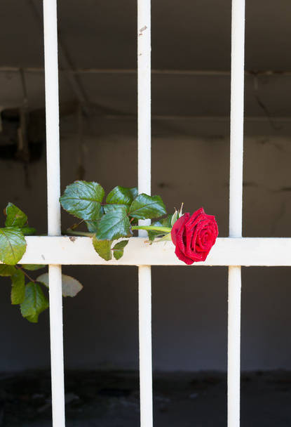 Rose of Freedom - Photo, Image