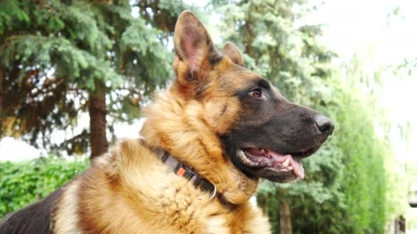 Closeup scene of a beautiful german shepherd dog while looking around in the garden with tall pine trees in the background on a sunny day. - Footage, Video