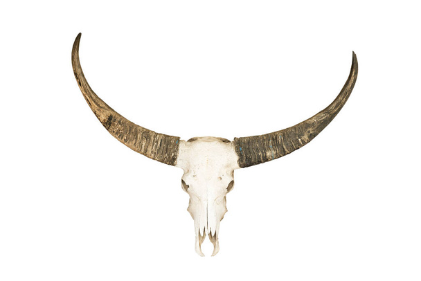 Cráneo de búfalo aislado en blanco - Foto, Imagen
