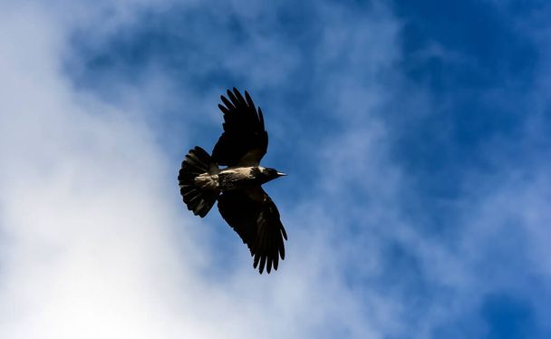 Cuervo encapuchado volando en el cielo con alas extendidas - Foto, imagen