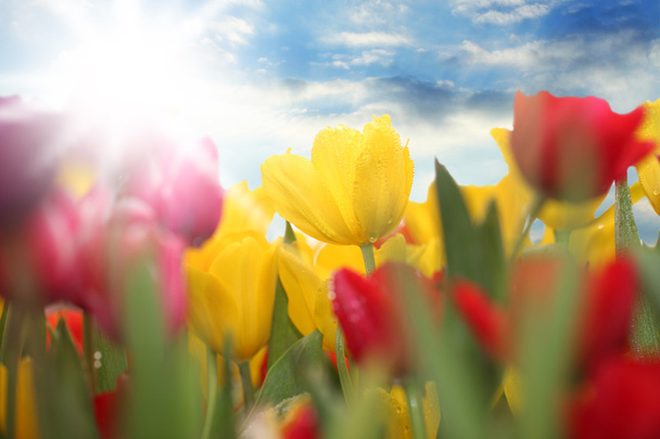 kolorowe, wiosenne kwiaty tulipany - Zdjęcie, obraz
