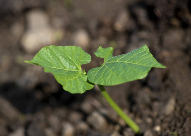 close up of young green seedling in bright  sunlight  , shot as a background so extreme narrow focus  room for text overlay and copy space - Photo, Image