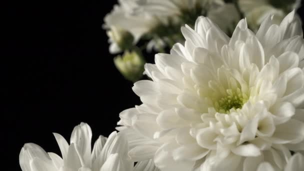 White chrysanthemums close-up on a black background. - Footage, Video
