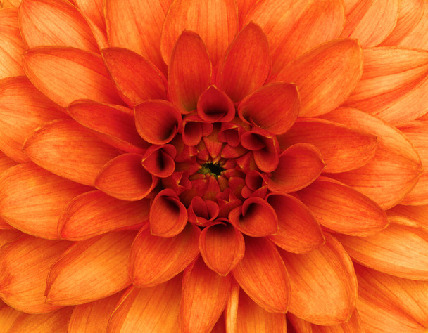 Pétalos de dalia naranja macro, fondo abstracto floral. - Foto, Imagen
