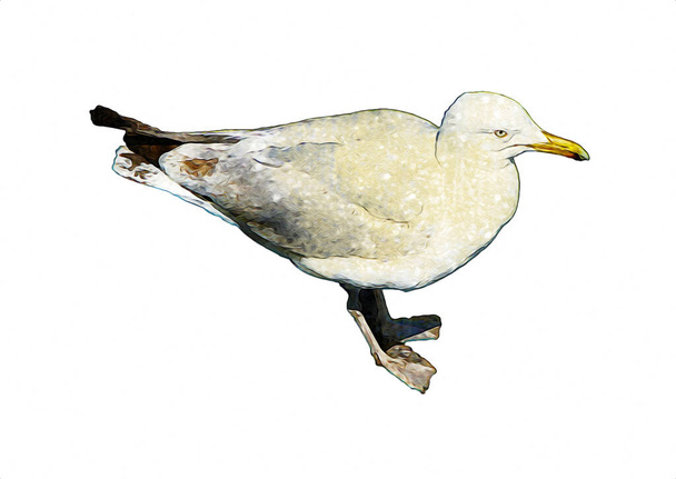 Atlantic white seabird fly at sky. Beach seagull . Sea birds, gull cartoon art illustration - Foto, Imagem