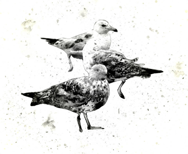 大西洋の白い海鳥が空を飛ぶ。ビーチ・シーグル。海鳥、カモメの漫画のイラスト - 写真・画像
