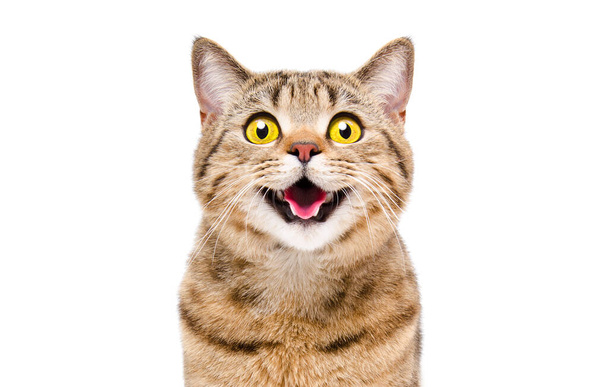 Porträt einer glücklich lächelnden Katze Scottish Straight, Nahaufnahme, isoliert auf weißem Hintergrund - Foto, Bild