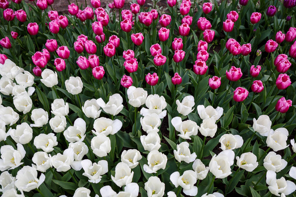 Фото красивих яскраво-рожевих тюльпанів на великій клумбі в міському саду крупним планом. Різнокольорова квіткова панорама
. - Фото, зображення