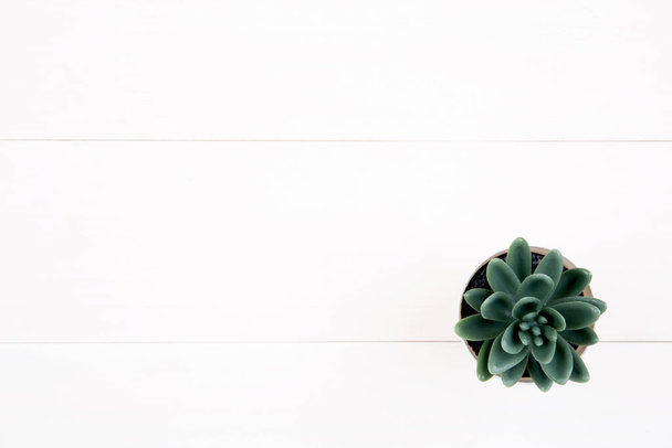Μίνι χυμώδες φυτό με κορυφαία θέα σε ξύλινο λευκό γραφείο, μικρό φυτό και φύλλο σε γλάστρα στο τραπέζι, αντιγραφή χώρου, κανείς, δέντρο για διακόσμηση στο σπίτι, υφή φόντο, άνοιξη και καλοκαίρι, επίπεδη lay. - Φωτογραφία, εικόνα