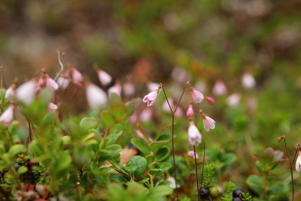 Linnaea borealis, la flor gemela, con muchas flores. - Foto, imagen