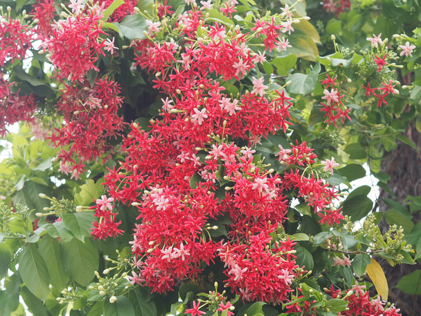 Rangoon Creeper, Chinese honey Suckle, Drunen sailor, Combretum indicum DeFilipps name red pink and white flower blooming in garden on blurred of nature background - Photo, Image