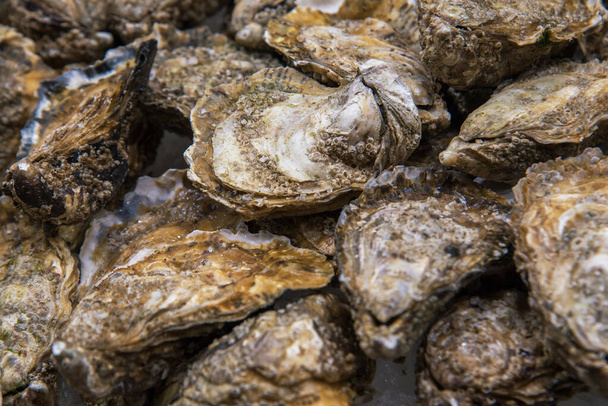 Top view on food background of fresh whole closed oysters on crushed ice. - Photo, Image